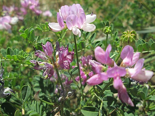 Crownvetch: Bunte Kronwicke ( Securigera varia ) auf einer Wiese in Hockenheim-Talhaus
