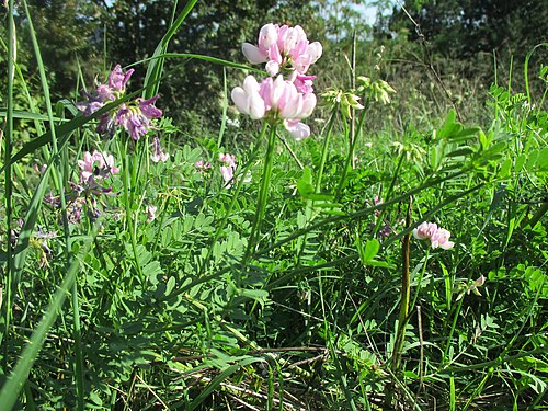 Crownvetch: Bunte Kronwicke ( Securigera varia ) auf der Bergehalde Reden