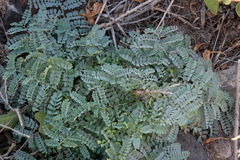 Coronilla viminalis (Coronilla viminalis)