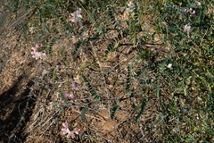 Coronilla viminalis (Coronilla viminalis)