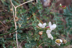 Coronilla viminalis (Coronilla viminalis)