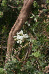 Coronilla viminalis (Coronilla viminalis)