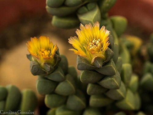 Corpuscularia appressa: Flowers of Corpuscularia appressa