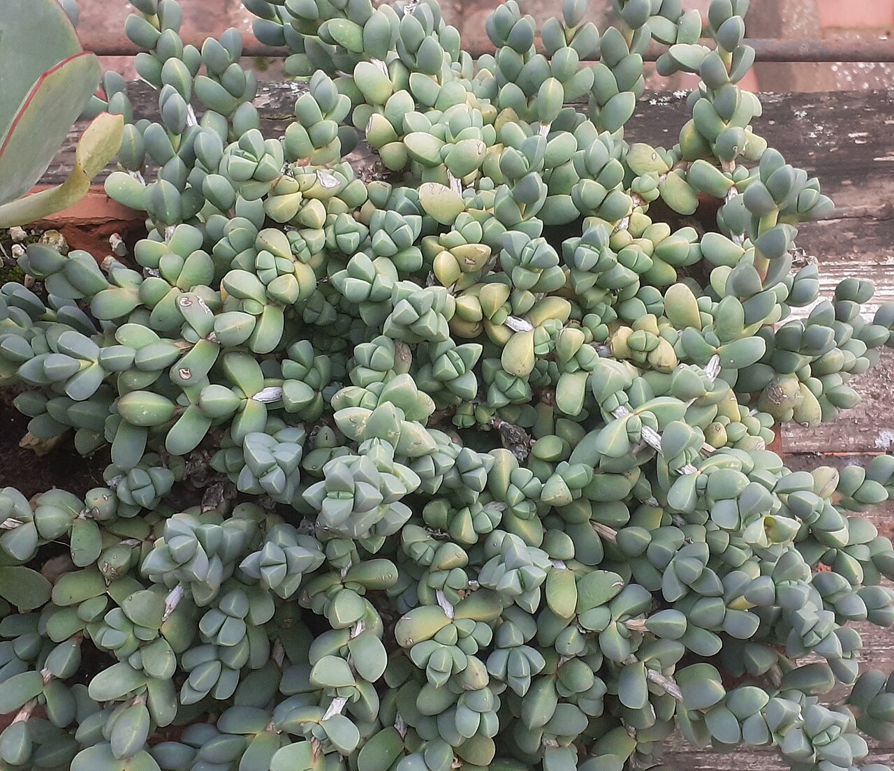 Corpuscularia appressa: Corpuscularia appressa plant from above in Florence, Italy