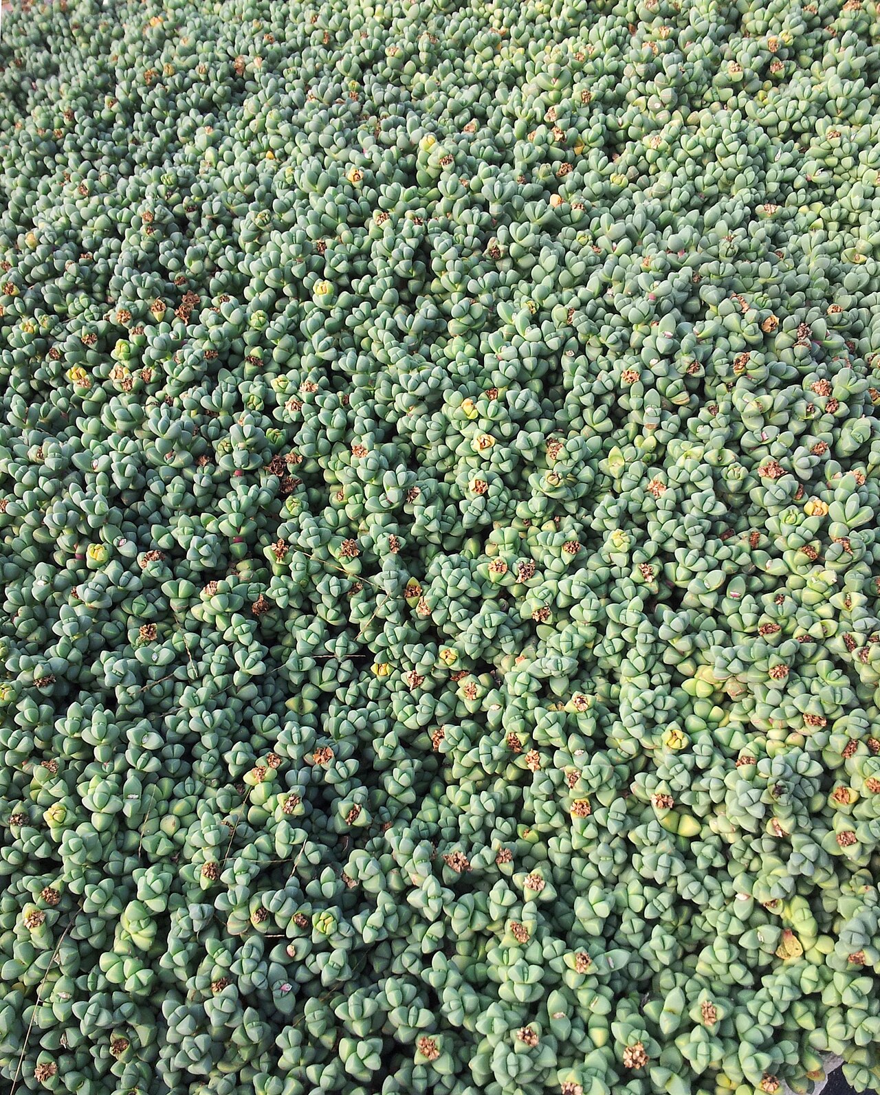 Corpuscularia lehmannii: Delosperma lehmannii mass of succulent vygie. South Africa.