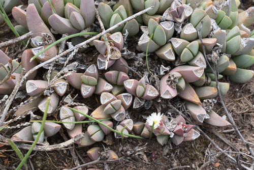 Corpuscularia lehmannii (Corpuscularia lehmannii)