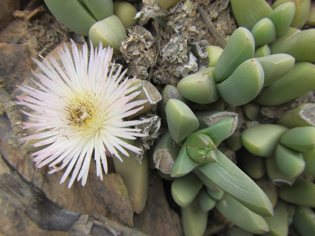 Corpuscularia lehmannii (Corpuscularia lehmannii)