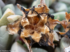 Corpuscularia lehmannii (Corpuscularia lehmannii)