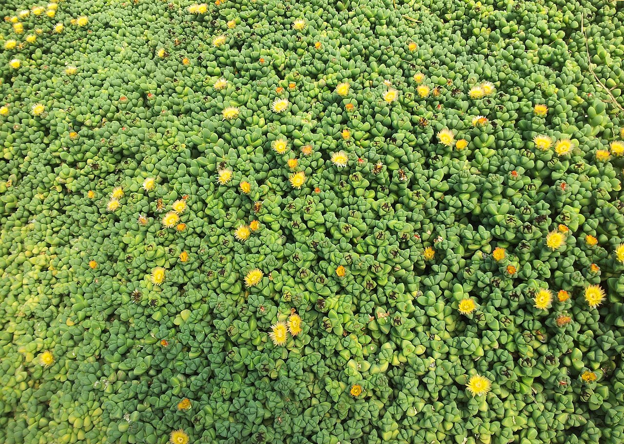 Corpuscularia lehmannii: Delosperma lehmannii succulent in cultivation