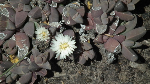 Corpuscularia lehmannii (Corpuscularia lehmannii)