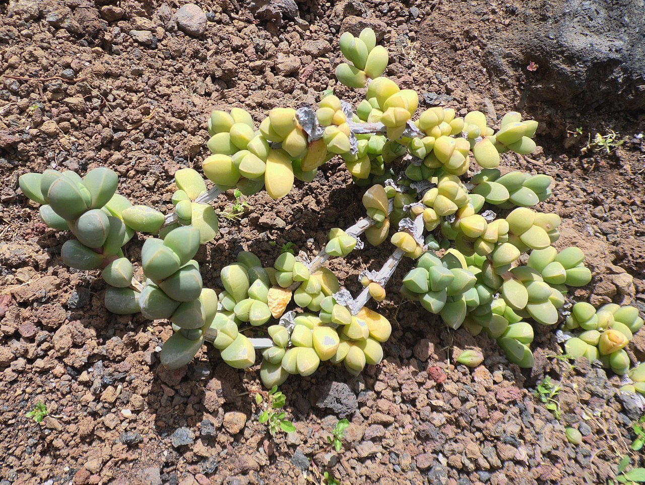 Corpuscularia lehmannii: Corpuscularia lehmannii in the Jardín Botánico Canario Viera y Clavijo , there (mis)labeled Delosperma lehmannii .