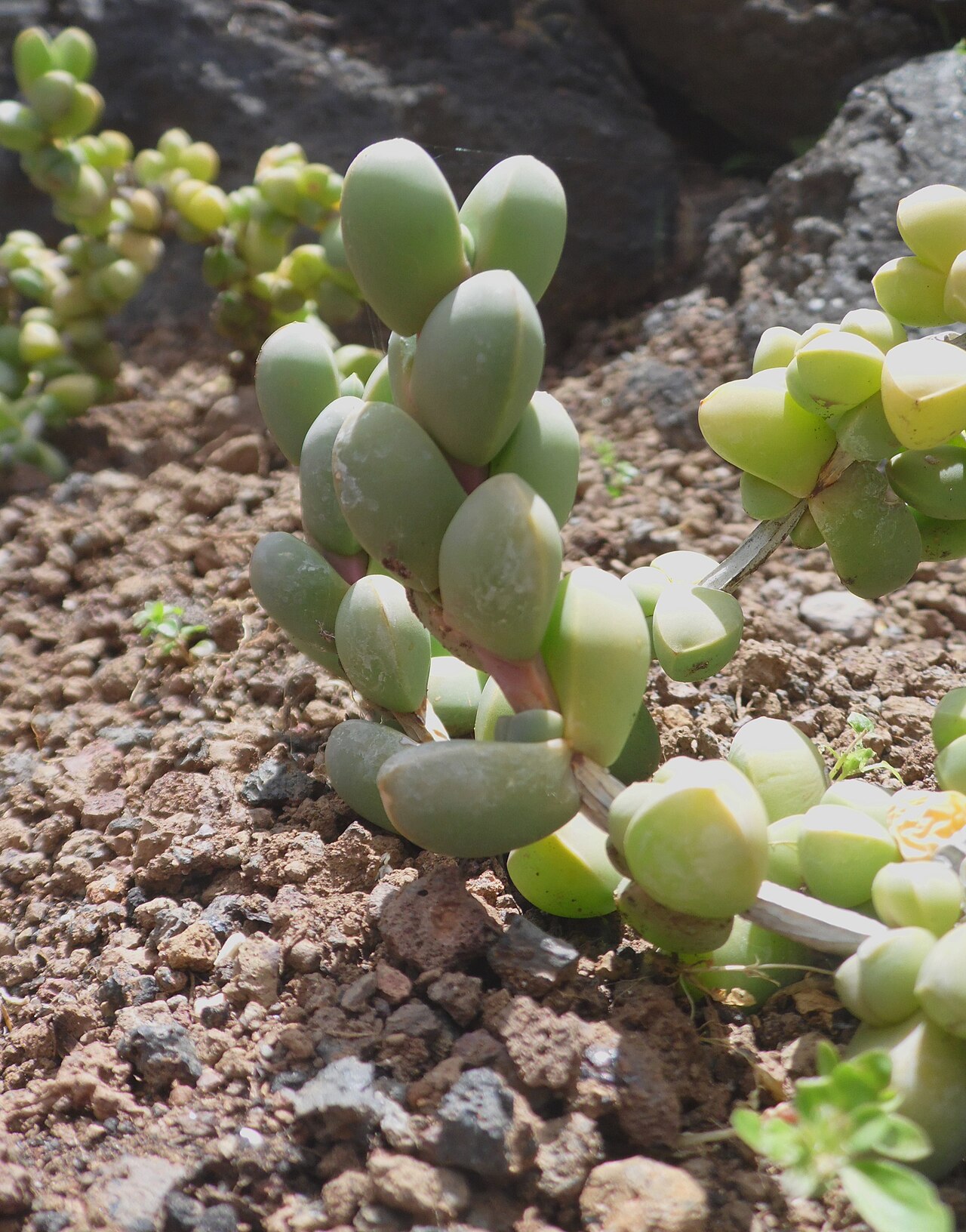 Corpuscularia lehmannii: Corpuscularia lehmannii in the Jardín Botánico Canario Viera y Clavijo , there (mis)labeled Delosperma lehmannii .
