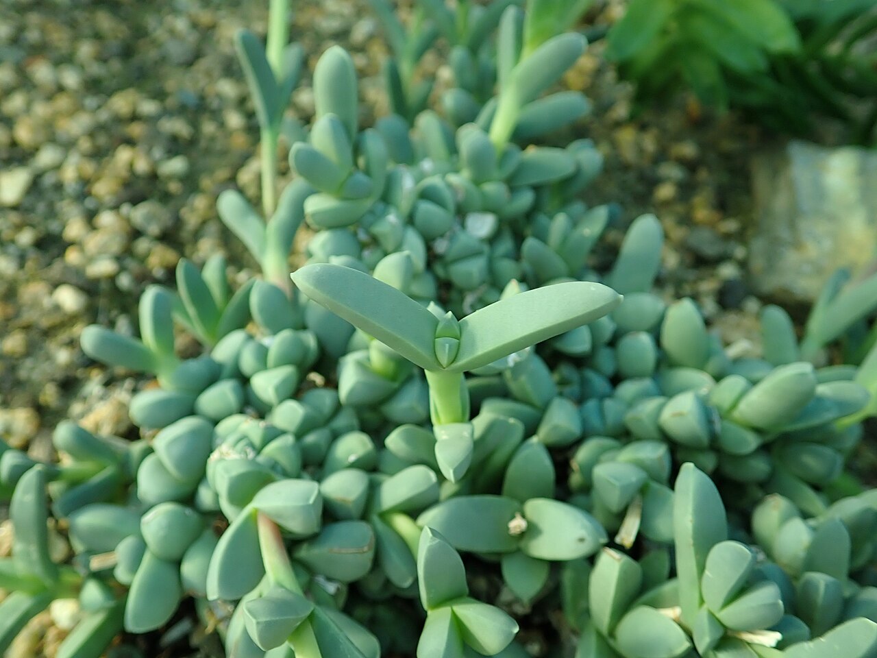 Corpuscularia lehmannii: Corpuscularia lehmannii , botanical garden in Berlin.