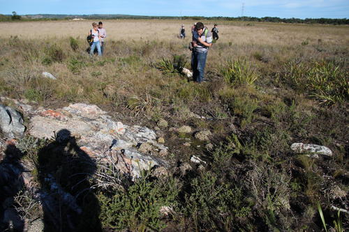 Corpuscularia lehmannii (Corpuscularia lehmannii)
