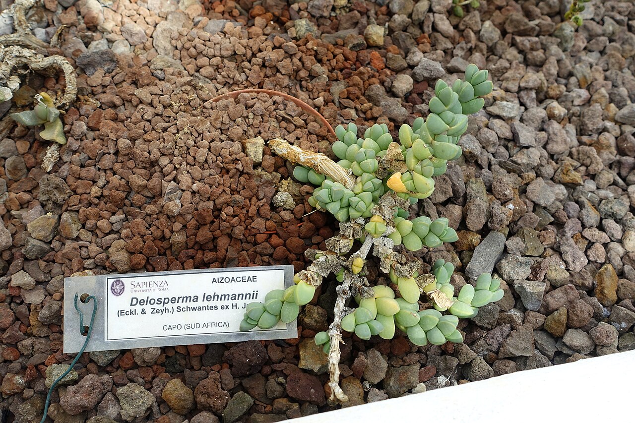Corpuscularia lehmannii: Botanical specimen in the Orto botanico - Rome, Italy.
