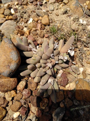 Corpuscularia lehmannii (Corpuscularia lehmannii)