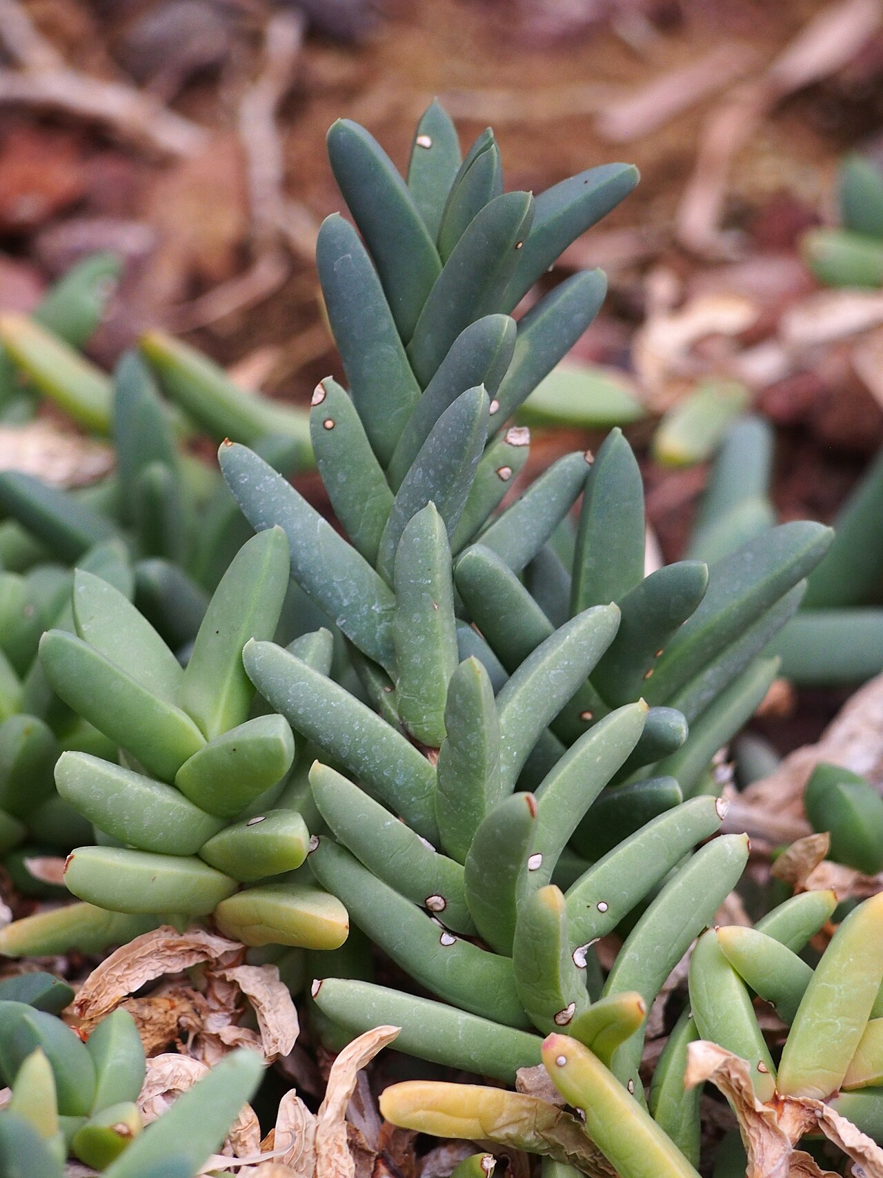 Corpuscularia taylorii: Delosperma taylorii cultivated in a greenhouse in the Botanical Garden of the University of Graz, Austria.