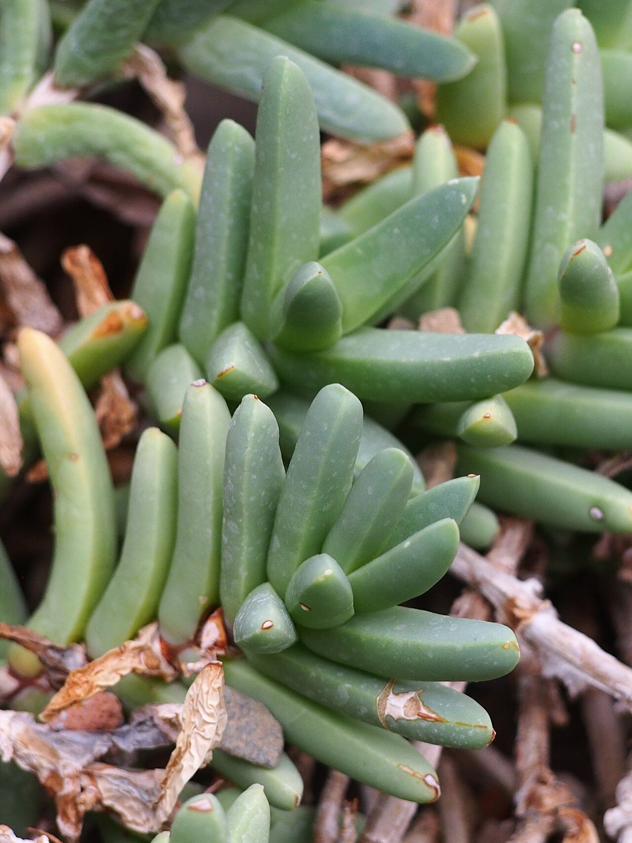 Corpuscularia taylorii: Delosperma taylorii cultivated in a greenhouse in the Botanical Garden of the University of Graz, Austria.