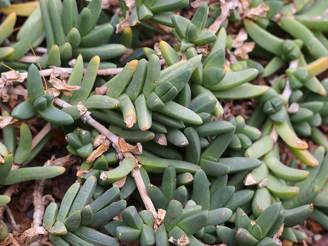 Corpuscularia taylorii: Delosperma taylorii cultivated in a greenhouse in the Botanical Garden of the University of Graz, Austria.