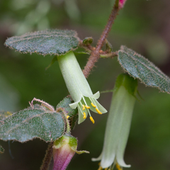 Correa aemula (Correa aemula)