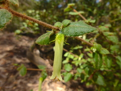 Correa aemula (Correa aemula)