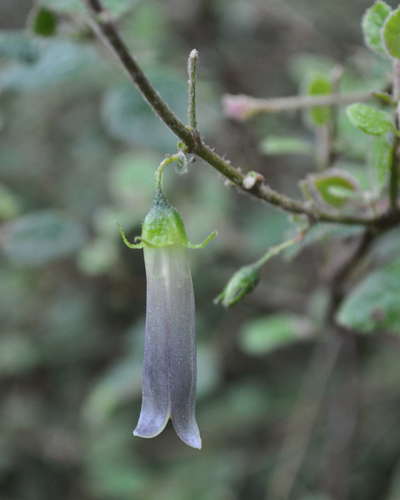 Correa aemula (Correa aemula)