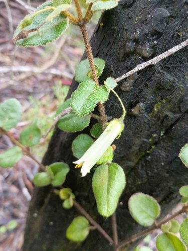Correa aemula (Correa aemula)