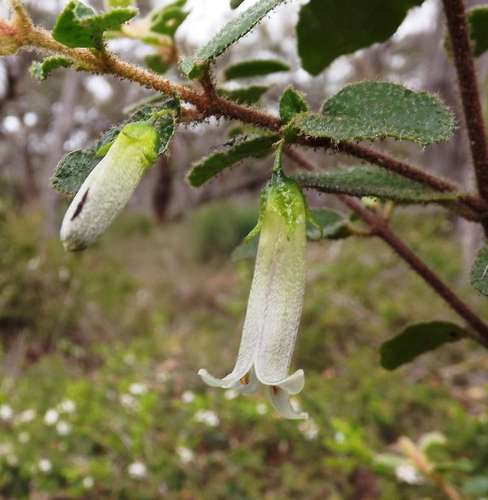 Correa aemula (Correa aemula)