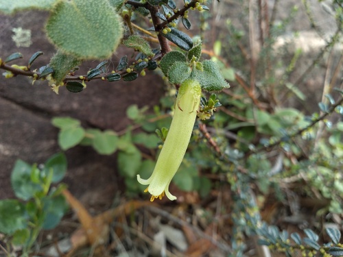 Correa aemula (Correa aemula)
