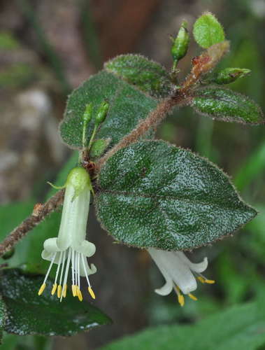 Correa aemula (Correa aemula)