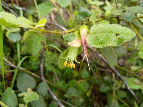 Correa aemula (Correa aemula)