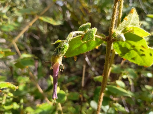 Correa aemula (Correa aemula)