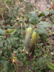 Correa aemula (Correa aemula)