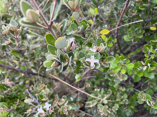 Correa alba (Correa alba)