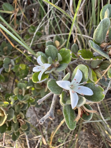 Correa alba (Correa alba)