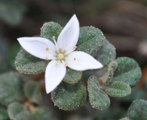 Correa alba (Correa alba)