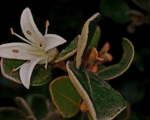 Correa alba (Correa alba)