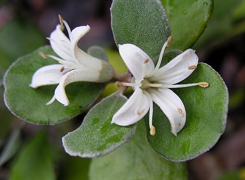Correa alba: Correa alba
