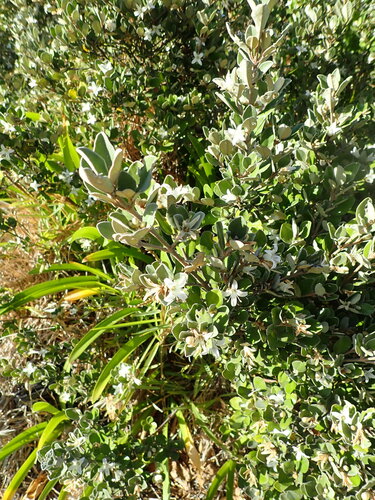 Correa alba (Correa alba)