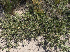 Correa alba (Correa alba)