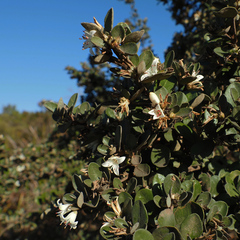 Correa alba (Correa alba)