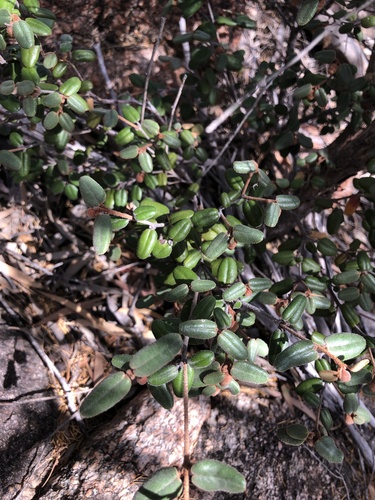 Correa backhouseana (Correa backhouseana)