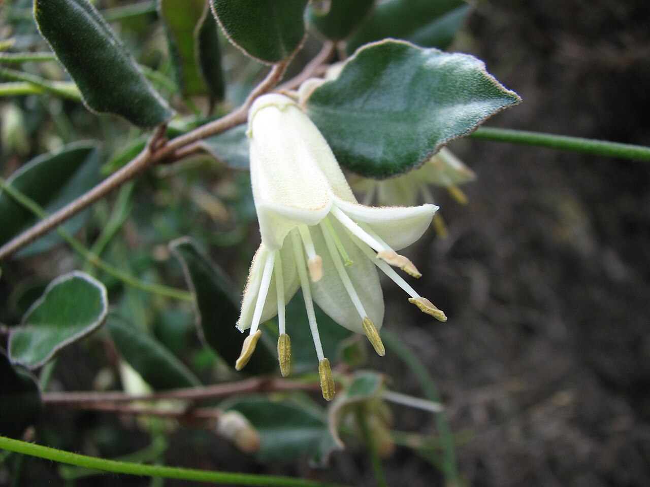 Correa backhouseana: Correa backhouseana , Cape Otway, Victoria, Australia