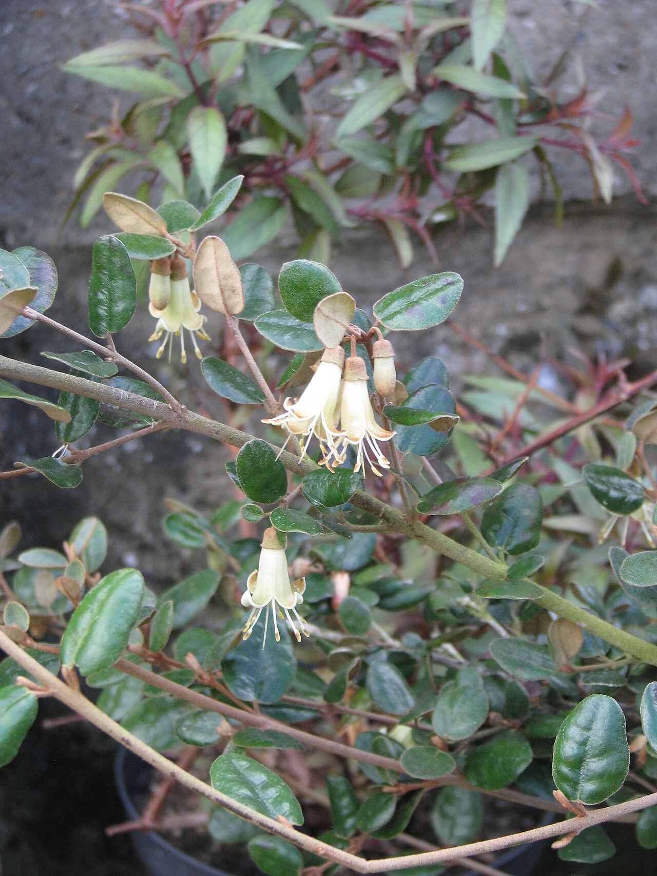 Correa backhouseana: Correa backhousiana