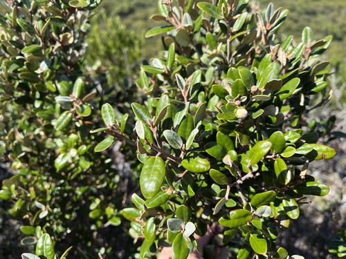 Correa backhouseana (Correa backhouseana)