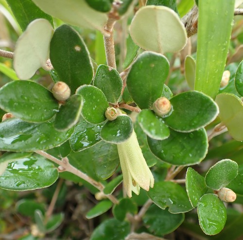 Correa backhouseana (Correa backhouseana)