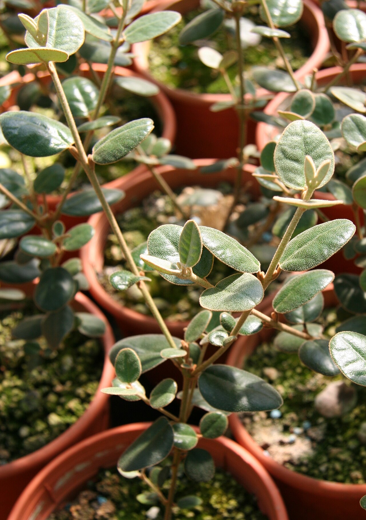 Correa backhouseana: Correa backhousiana