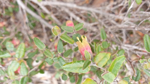 Correa backhouseana (Correa backhouseana)