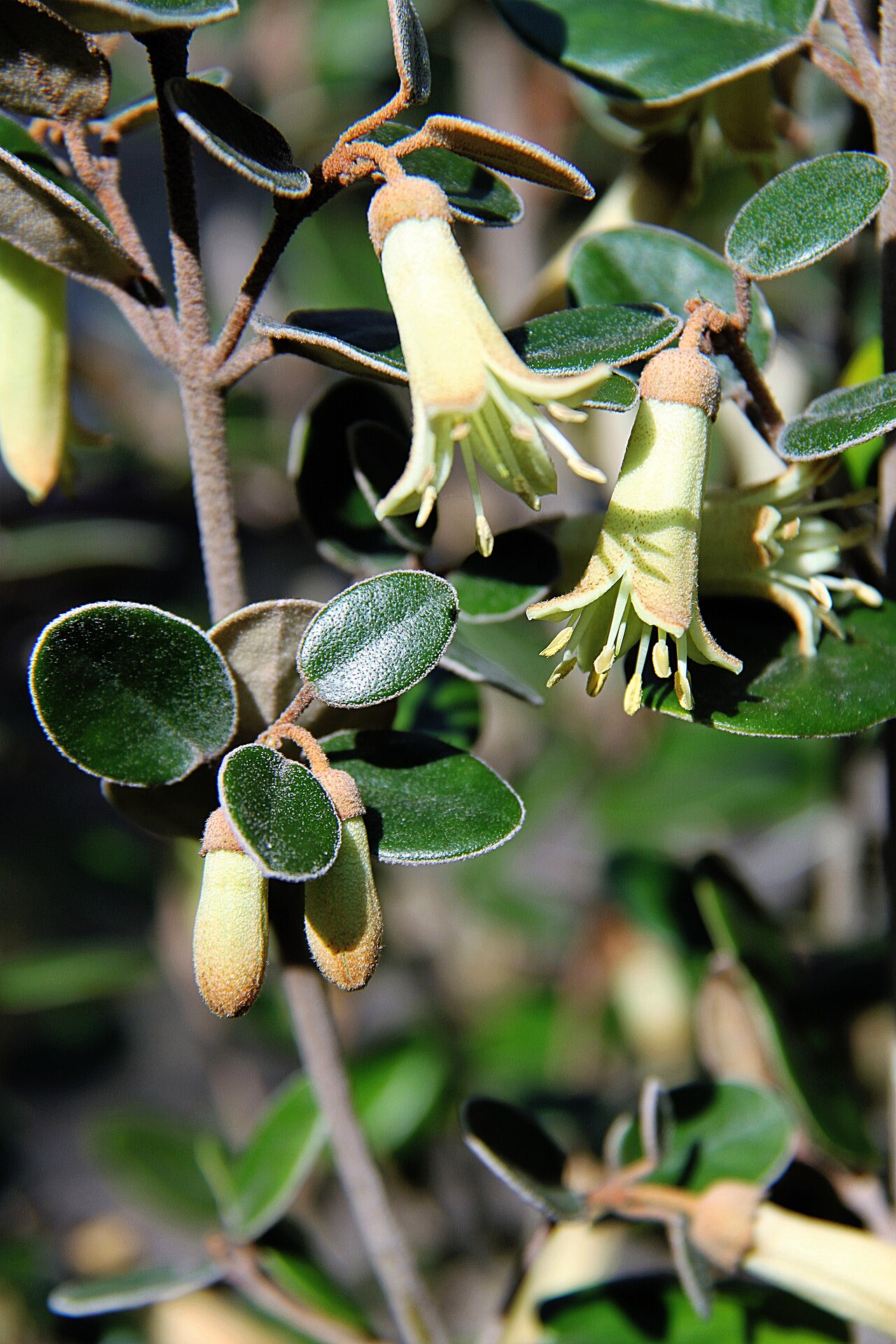 Correa backhouseana: Correa backhousiana , garden plant, picture taken in my garden, Oude Jachthuis, Rozenburg, Netherlands