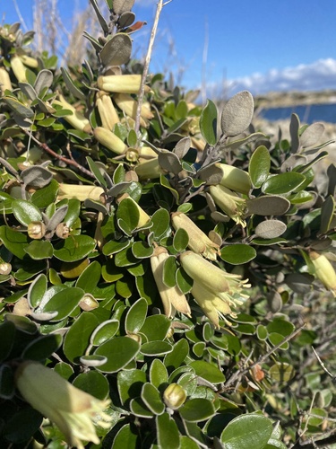 Correa backhouseana (Correa backhouseana)